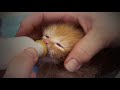 How to bottle feed kittens