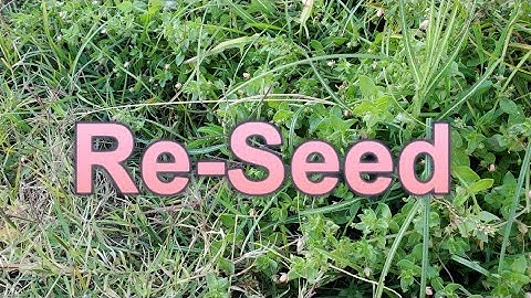 How Do You Reseed A Lawn That