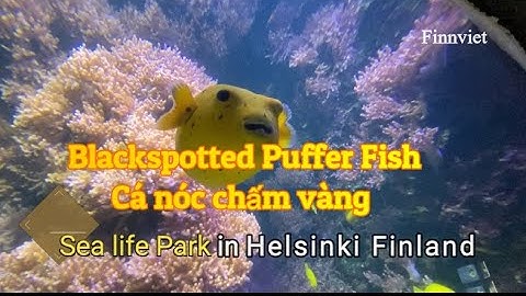 Spotted Puffer Fish - Cá nóc chấm vàng