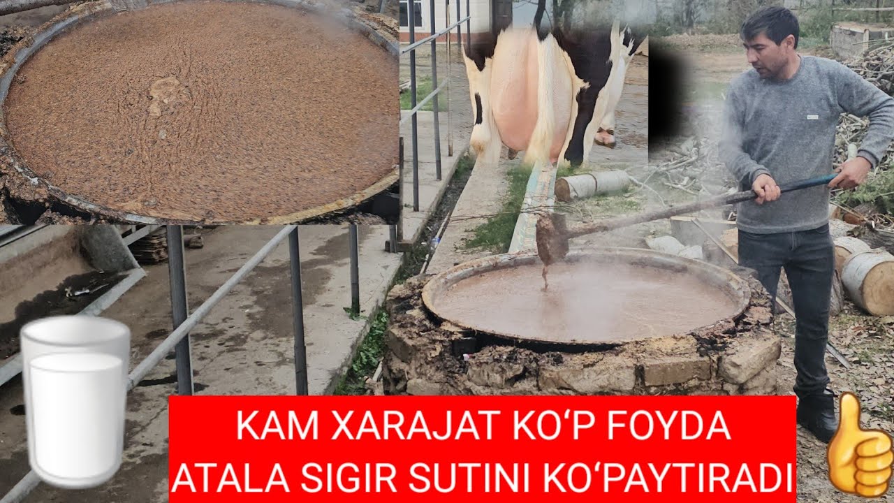 ARZON USULDA ATALA TAYORLASH. SIGIR SUTINI KO‘PAYTIRISH YO‘LLARI. ☎️958880555