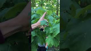 Acer nigrum (Sapindaceae) black maple