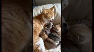 A Mother Cat Feeding Her Little Kittens