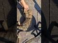 【一部抜粋先行Short】もっと撫でてほしいニャン😺#猫#野良猫#地域猫#可愛い#猫島#撫でる#タッチ#甘えたい#尊い#Short