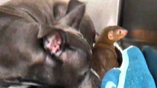 Pitbull And Mongoose