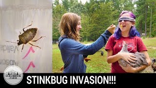 STINK BUG PLAGUE! Will Chicken Eggs Taste Like Stink Bug?! STINK BUG PLAGUE! Will Chicken Eggs Taste Like Stink Bug?!