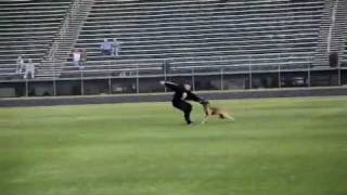 K-9 Tomy - Criminal Apprehension - With Gun Fire (USPCA Regionals 2012)
