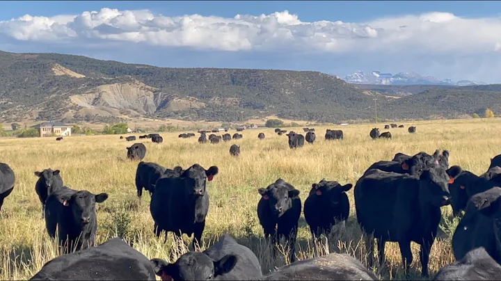 Herd Quitter® Minute - Weaning Time