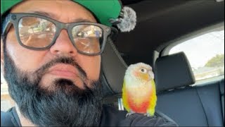 MANGO SELF DRIVING CAR!