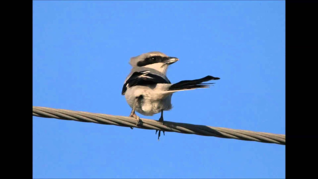 Loggerhead Shrike calling 