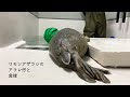 【海遊館】ワモンアザラシのアラレ仔と食後（2021.06.03）