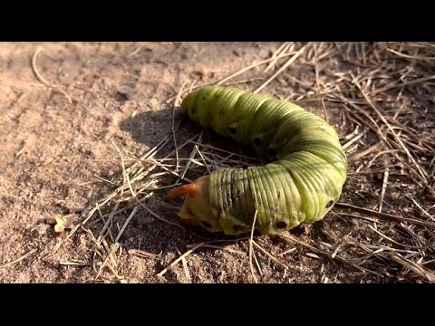 Gasienice Motyli Caterpillar Youtube