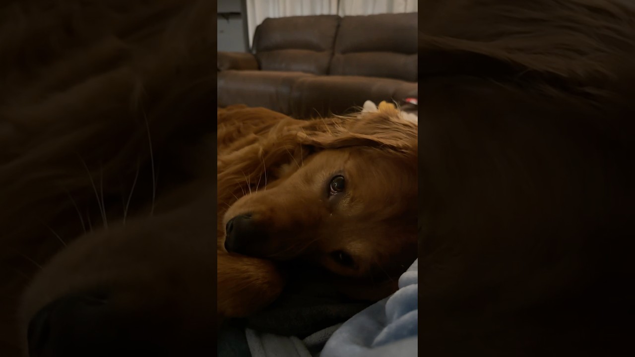 Just had to go outside to get his bone! 🍖 #goldenretriever #cutedogs #funnydogs #talkingdogs