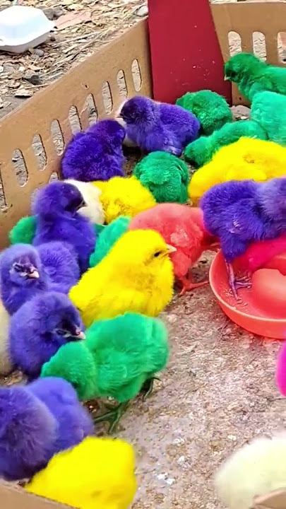 cicit cuit anak ayam warna warni#shorts