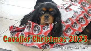 Cavalier Christmas 2023 by chaskat35 2,915 views 3 months ago 5 minutes, 28 seconds