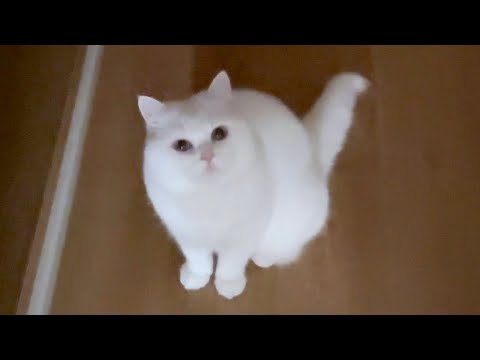 暗い場所で猫が寂しくて鳴いていました…。