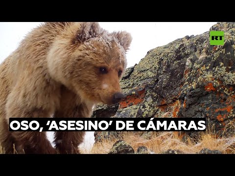 Vídeo: En Crimea, Durante La Construcción De La Carretera Tavrida, Encontraron Una Cueva única Con Mamuts - Vista Alternativa