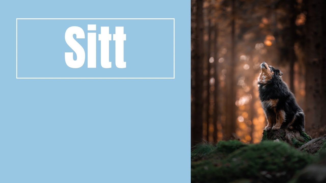 Lär hunden sitt