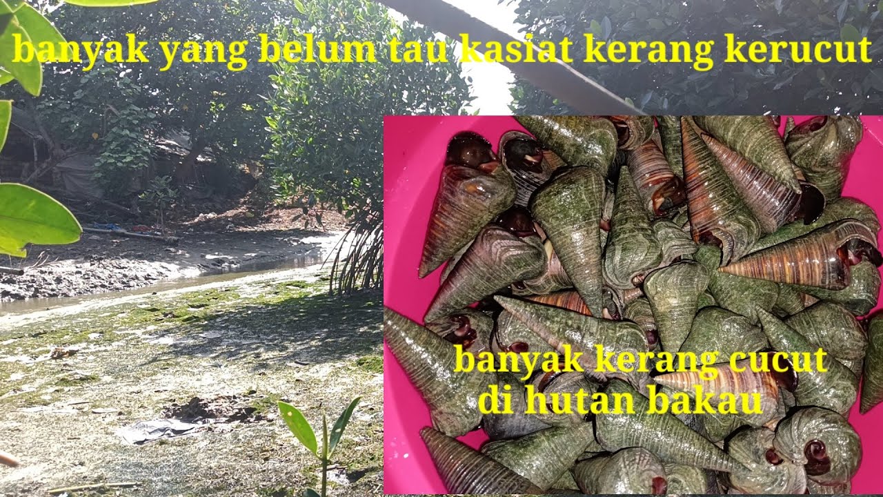 kerang kerucut di hutan bakau .dan cara mengolah jadi makanan  ll mangrove snail hunting