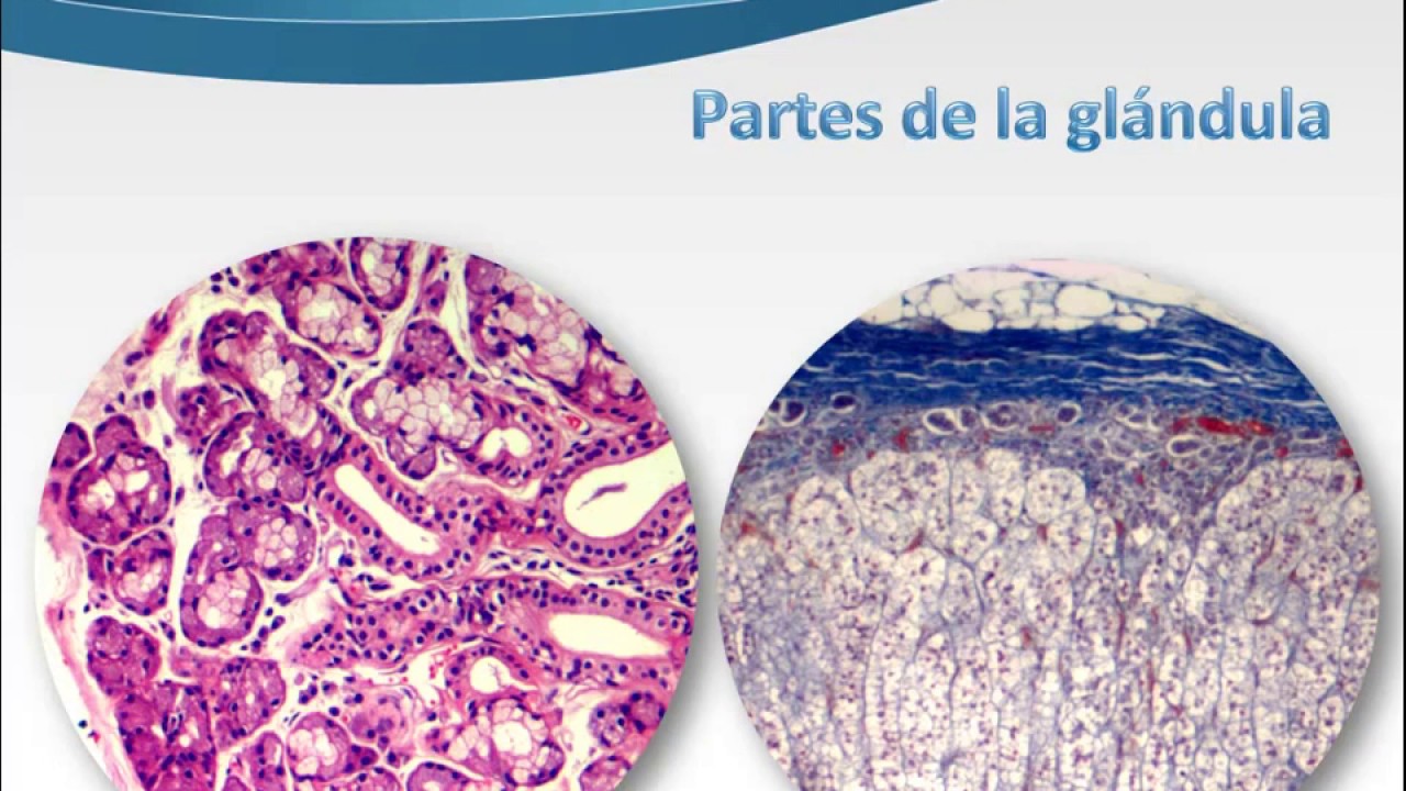 6 Epitelio Glandular Parte 1 YouTube