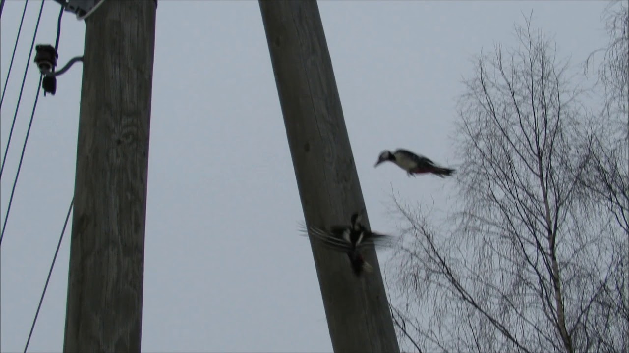 Great Spotted Woodpeckers reacting to Pygmy Owl song camera iphone 8 plus apk