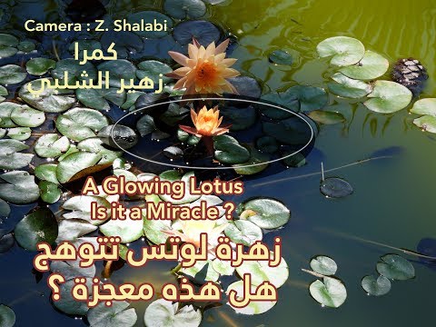 زهرة لوتس تتوهج     الحياة في قبرص