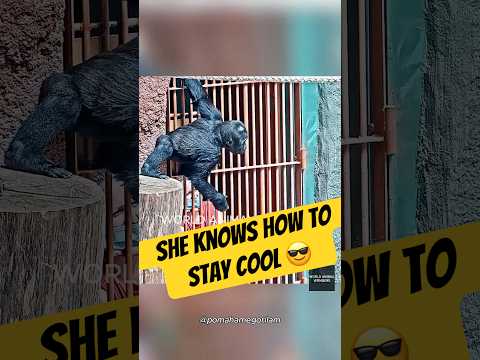 Baby Gorilla Mobi Knows How to Stay Cool!😂