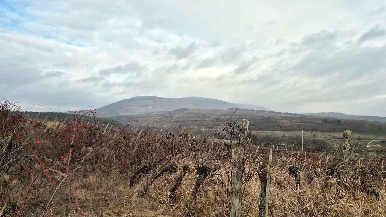 Hópelyhek a szőlők felett