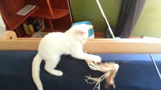 Introducing Georgie the flame point Siamese kitten