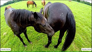 Horse mating behind the scene at the stable 02