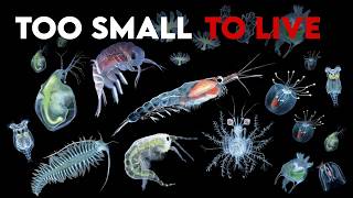 Too Small to Be Alive