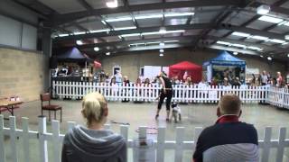 My Dogs Got Talent at Paws in the Park 2014  Tibetan Terrier