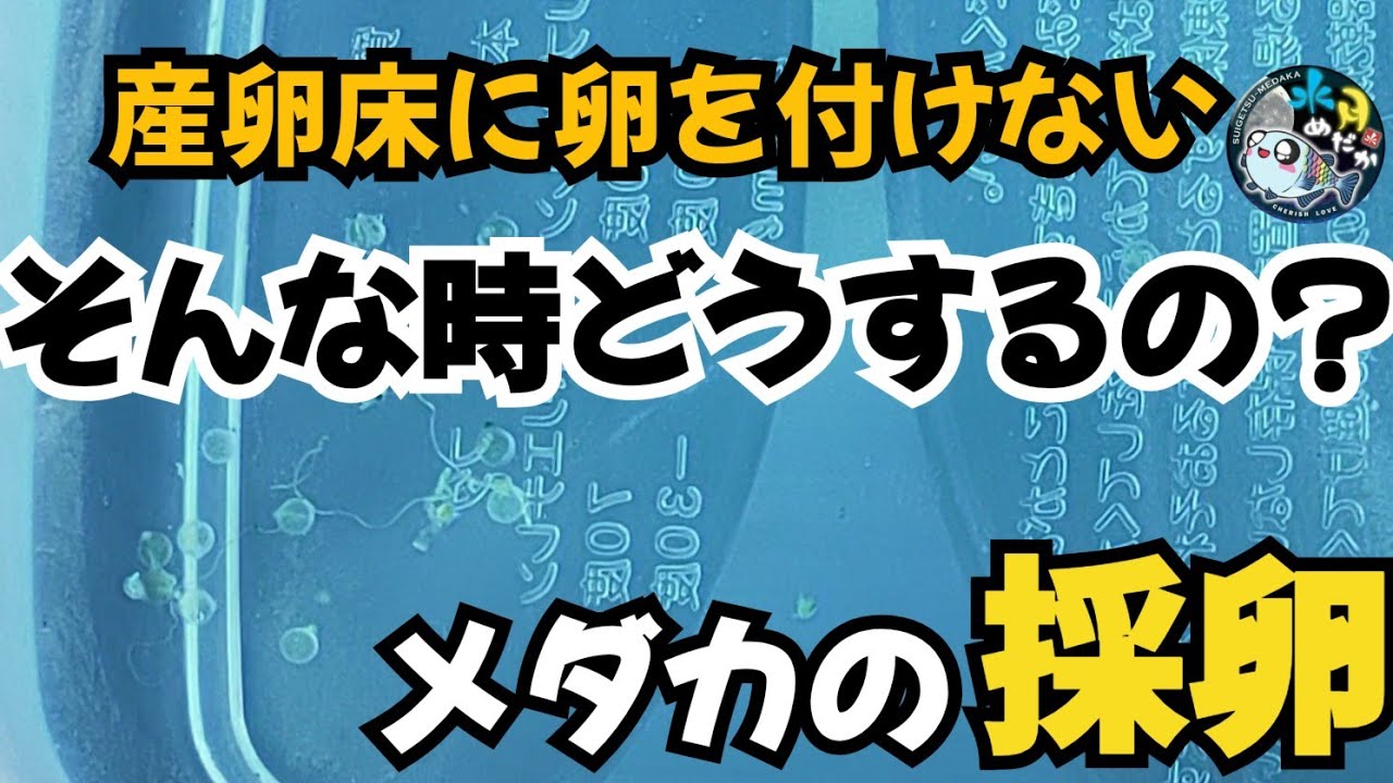 【初心者さん向け】アルビノメダカで解説 - YouTube