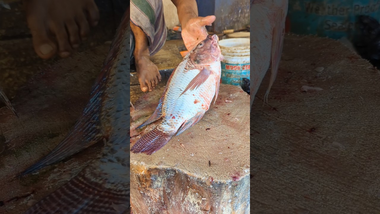 Amazing Big Tilapia Fish Cutting Skills Live In Fish Market 