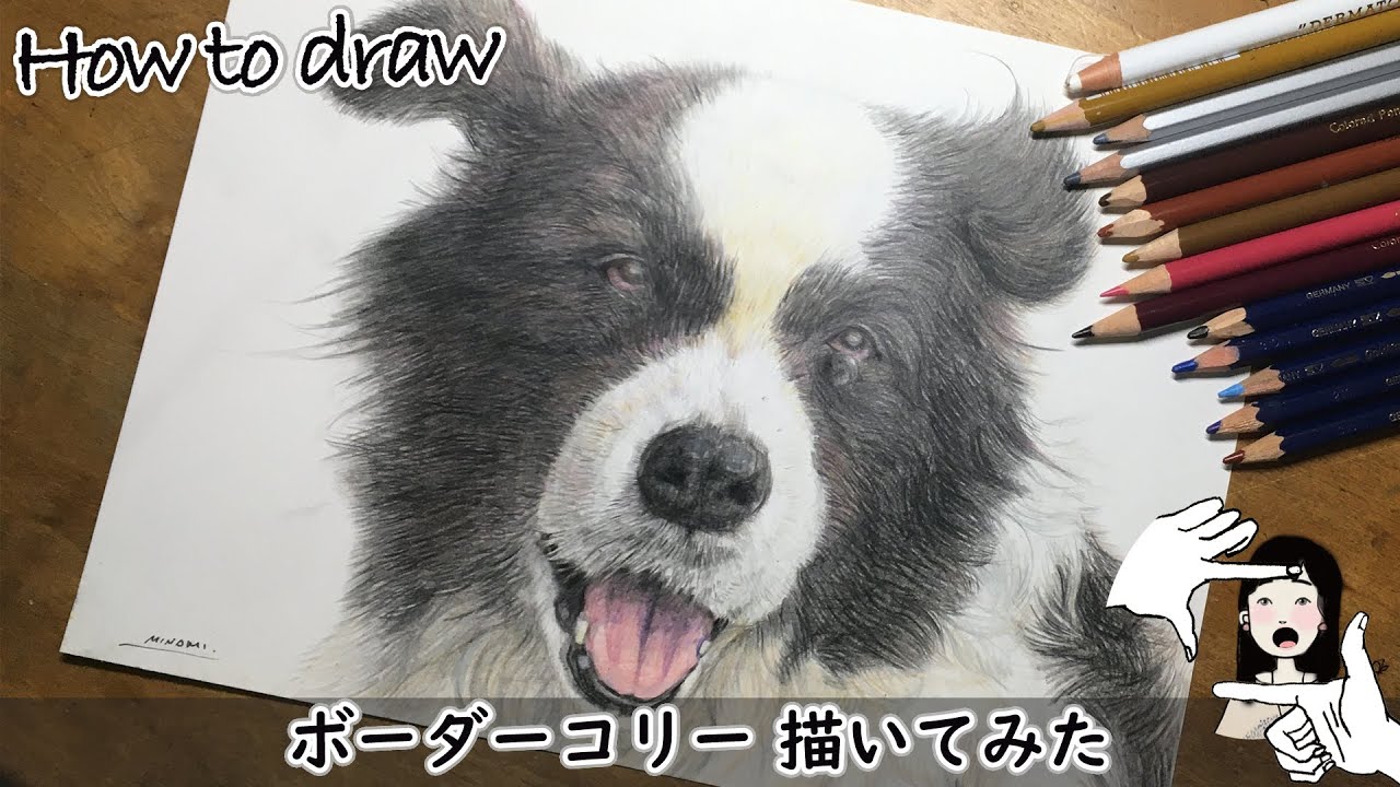 ボーダーコリー描いてみた 色鉛筆 賢いかわいい霧島アート牧場のローラちゃん 犬の描き方 Drawing A Border Collie How To Draw Youtube