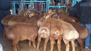 🐑Сезони баррача Сар шуд нархи хисори Зоти Авгони  арашан гиричски 21 мая 2024 г.молбозори худжанд