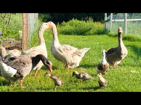 Uploads from Gold Shaw Farm