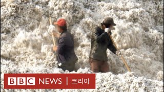 신장 위구르: 중국, 신장서 강제노역으로 면화를 생산했다는 새 증거가 나왔다 - BBC News 코리아