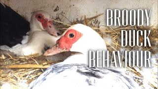 BROODY MUSCOVY DUCK BEHAVIOUR  -  Is My Muscovy Duck Broody