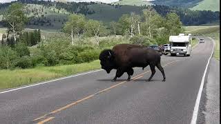 Bison