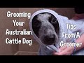 Grooming Your Australian Cattle Dog ~ Tips From A Groomer ~