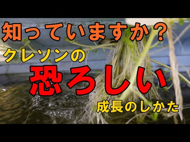 まるで触手】スーパーの値引き品のクレソンを育てていたら大変なことに