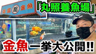 【丸照養魚場】弥富市にある人気老舗「金魚店」安くて良質な金魚と「らんちゅう」を一挙大公開します‼︎お店でたまたま出会った「金魚すくい」の凄腕親子も登場します‼︎