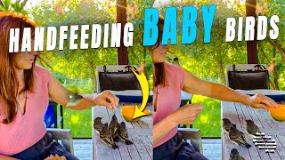 Lady Feeding Baby Eastern Kingbirds That Were Abandoned