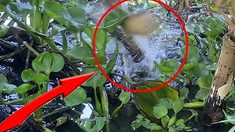 Câu cá lóc bằng vịt con gặp ổ cá tưởng nhỏ dính lên ae hết hồn vì được hàng khủng | Nẻo Đường Quê