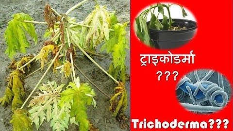 How to use Trichoderma? I ट्राइकोडर्मा फफूंदनाशी का आसान उपयोग