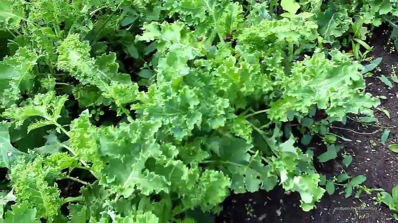 Grünkohl im eigenen Garten anbauen - YouTube