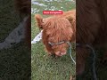 Rosie the Highland is getting used to walking with a halter.