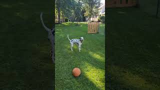 How a Dalmatian Dog Brings Pure Bliss to Your Afternoon