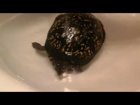 How to treat swollen shut eyes on a  turtle