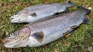 Trout fishing Catch and Cook  How to catch trout Trout recipes  gut & fillet trout